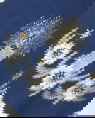 Set  2 mileuri Blue Christmas