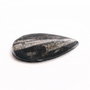 Orthoceras - fosila marina petrificata  - 62 x 31 mm