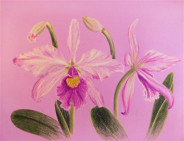 Cattleya lila