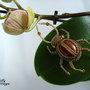 Brosa/Martisor - "Spider"