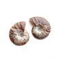 Set 2 jumatati pereche - Amonit fosil