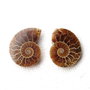 Set 2 jumatati pereche - Amonit fosil