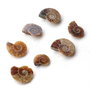 Set 7 buc jumatati  Amonite - fosile