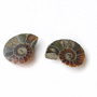 Set 2 jumatati pereche - Amonit fosil