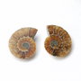 Set 2 jumatati pereche - Amonit fosil