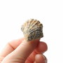 Inel cu Branchiopod fosil pe baza reglabila Gun Metal