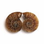 Set 2 jumatati pereche - Amonit fosil