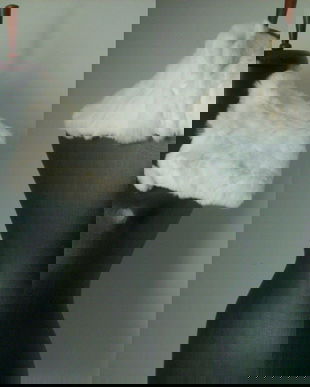 GULER BLANA CHINCHILA