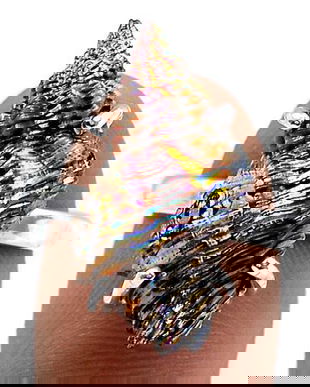 Ag231 - Inel, argint 925, cochilie melc titanium