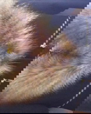 Palton de damă negru Zaza