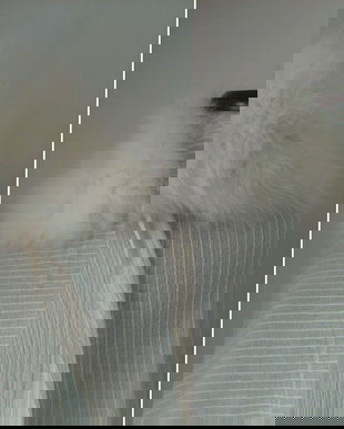 GULER BLANA NATURALA VULPE ALBA