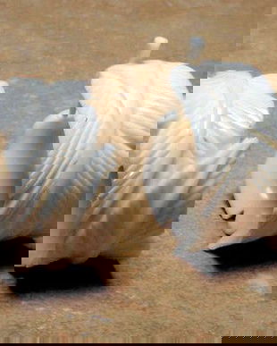 6763 - Cercei, os sculptat manual, frunze