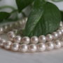 Perle seashell 8mm (1)