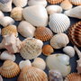 Set 50 buc scoici diverse - 3 - 7 cm