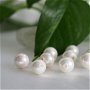 Perle seashell 8mm, semigaurite (1)