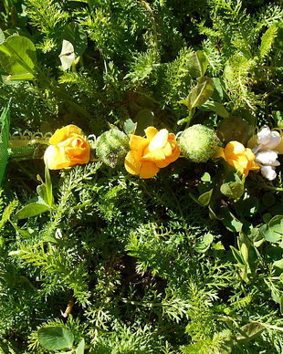 Bentita handmade Green & Yellow