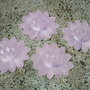 Floare de lotus