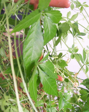 JIO- GULAN CEAI  planta nemuririi