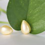 Perle seashell 8x11mm, semigaurite (1)