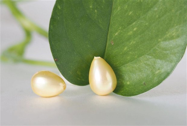 Perle seashell 8x11mm, semigaurite (1)