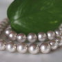 Perle seashell 8mm (1)