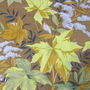 Set  draperii imprimeu toamna