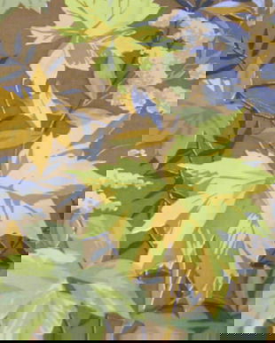 Set  draperii imprimeu toamna