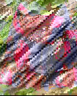 Alaska-Fusta gipsy style