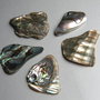 Bucati Paua Shell - 5 buc. (PS1)