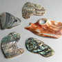 Bucati Paua Shell - 5 buc. (PS2)