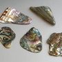 Bucati Paua Shell - 5 buc. (PS2)