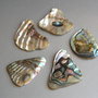 Bucati Paua Shell - 5 buc. (PS5)