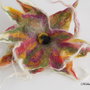 rezervat  - Brosa impaslia - Floare