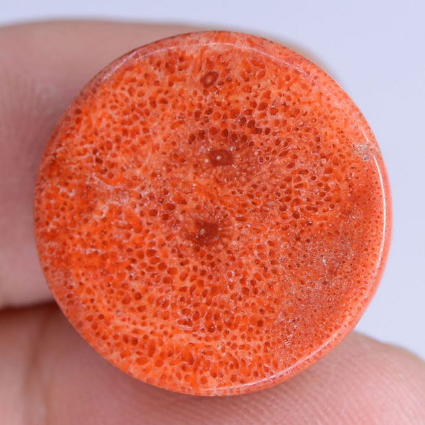 9255 - Cabochon, coral poros, rosu caramiziu, 20x7mm