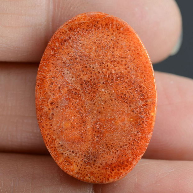 9267 - Cabochon, coral poros, rosu caramiziu, oval, 25x18x7mm