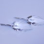 "Leaf Ice"