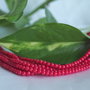 Coral 2.5mm (2)