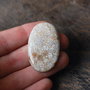 Cabochon Coral Fosilic - nipomo