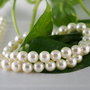 Perle seashell 8mm, cod ID13 (1)
