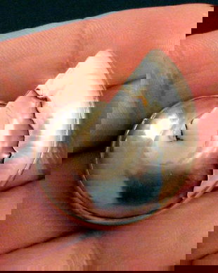 Ag127 - Inel, argint 925, melc nautillus