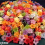 9356 - (MIX 100b) Floricele acrilice, multicolore, 13x6mm