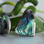 Paua shell 20-29x30-41x6-7mm, cod ID29 (1)