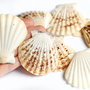Set 3 buc Scoici - Scallop