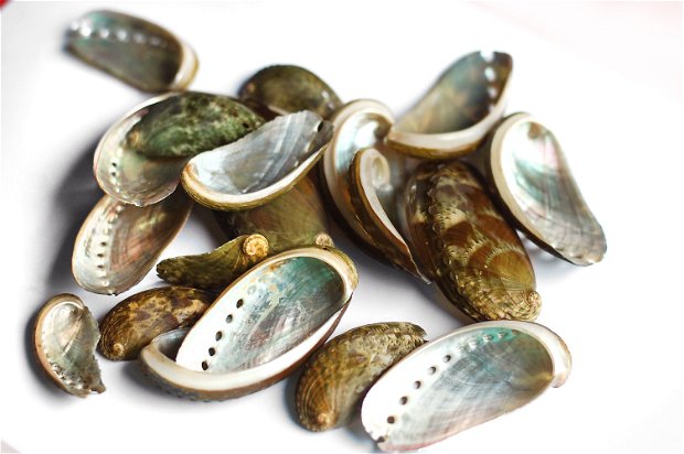 Set 5 buc Abalone Shell