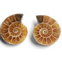 Set 2 jumatati pereche - Amonit fosil - AM24