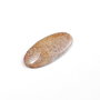 Cabochon coral fosil  agatizat