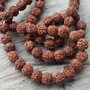 Rudraksha aprox 6 mm