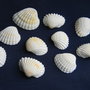 Scoici - 10 buc. (DOR1)