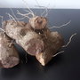 RADACINA UNTUL PAMANTULUI extract-antireumatic