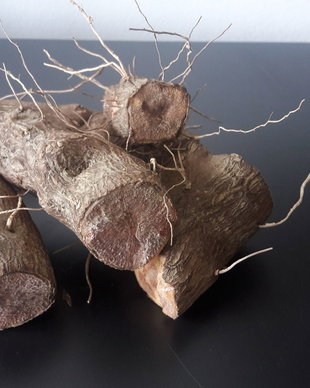 RADACINA UNTUL PAMANTULUI extract-antireumatic